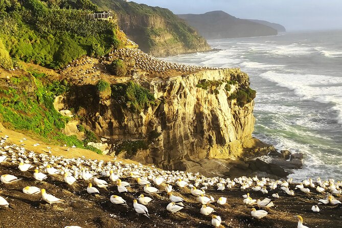 12 Day New Zealand Private Tour from Auckland to Queenstown - Key things I’d plan around before you go