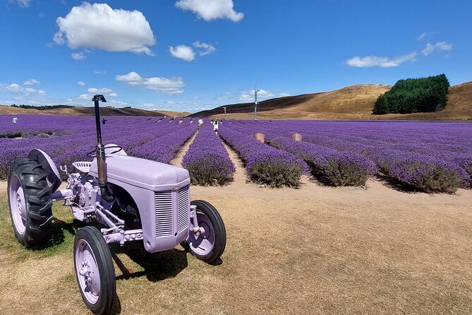 12 Day New Zealand Private Tour from Auckland to Queenstown - Rail to Wellington, then Christchurch first choices: Antarctica, Avon punting, or a tram ride
