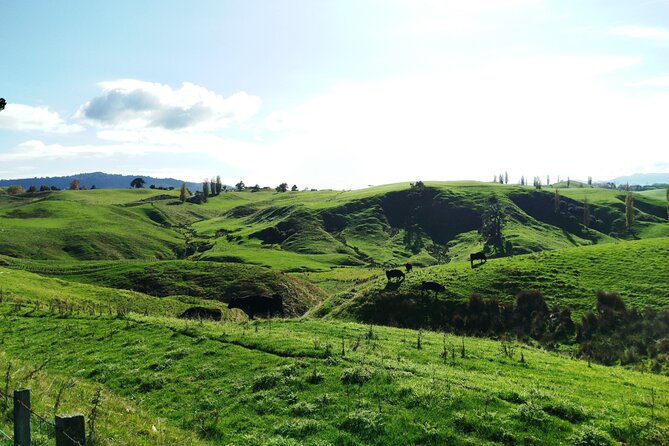 12 Day New Zealand Private Tour from Auckland to Queenstown - Te Anau glowworm caves, Invercargill stops, and Stewart Island by ferry to close the loop