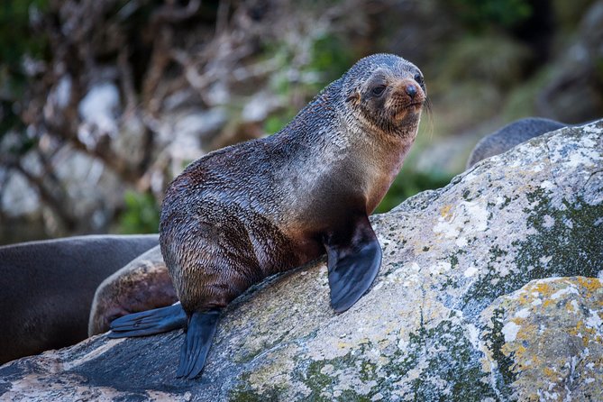 2-Hour Milford Sound Scenic Cruise - Wildlife spotting at close range: seals, dolphins, and penguins