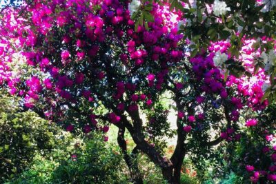 A 2 hour Small Group Dunedin City Highlights Tour