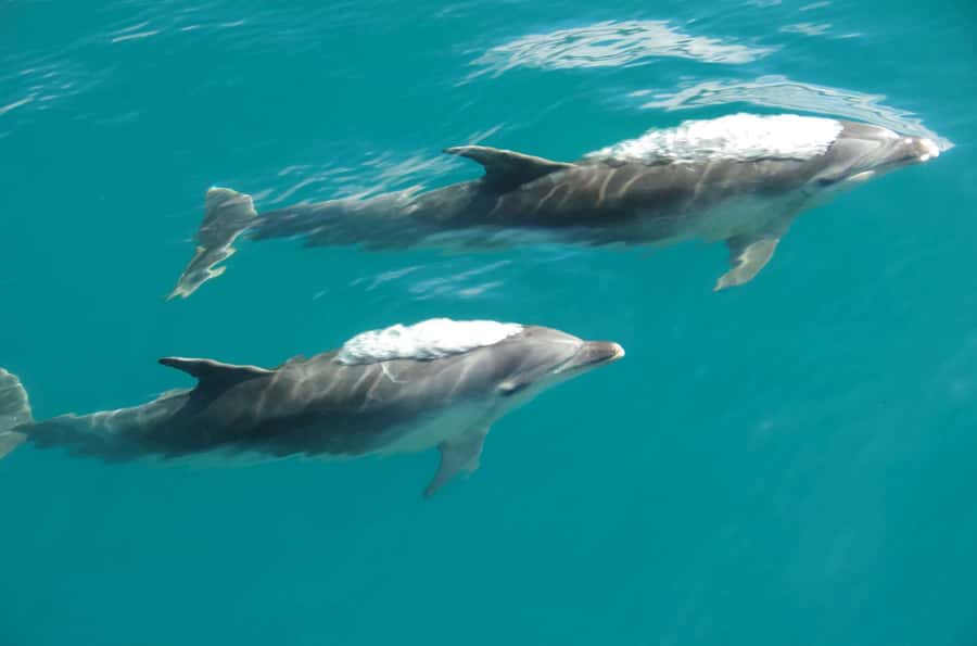 Abel Tasman National Full Park Scenic Cruise - Timing, Weather, and Motion: What to Plan For