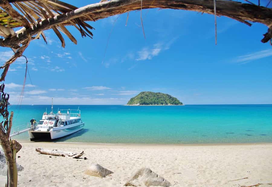 Abel Tasman: Sea Shuttle Cruise and Walking Tour Combo - Option B: Forest and Swing Bridge (Medlands to Anchorage via big highlights)