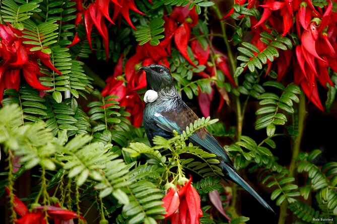Afternoon Piha Beach and Rainforest Tour from Auckland - Quick highlights I kept noticing