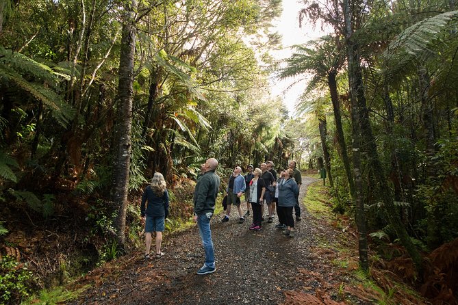 Afternoon Piha Beach and Rainforest Tour from Auckland - What the guides do best, and what to ask them