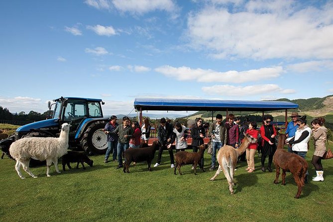 Agrodome Farm Experience including Farm Show and Farm Tour - Rotorua - Timing and Group Size: Why the Experience Stays Comfortable