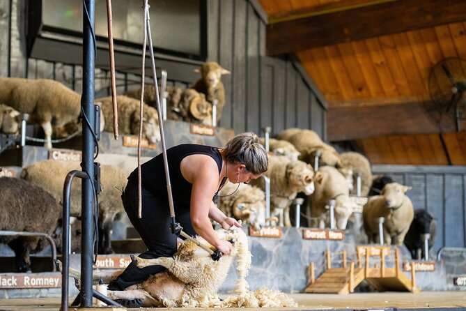 Agrodome Farm Experience including Farm Show and Farm Tour - Rotorua - The 1-Hour Farm Show: Sheep Breeds, Shearing, and a Crowd-Involved Auction