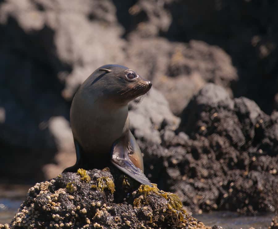 Akaroa: 4WD Safari and Guided Sea-Kayaking Experience - Cost and value: is $80 worth it?