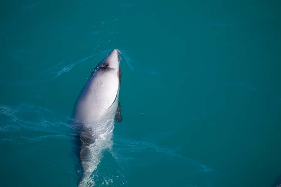 Akaroa: 4WD Safari and Guided Sea-Kayaking Experience - What the 270 minutes feels like in real life