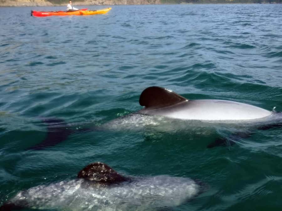 Akaroa: Akaroa Marine Reserve Sea Kayaking Tour - Key reasons this Akaroa sea kayaking tour is worth your time