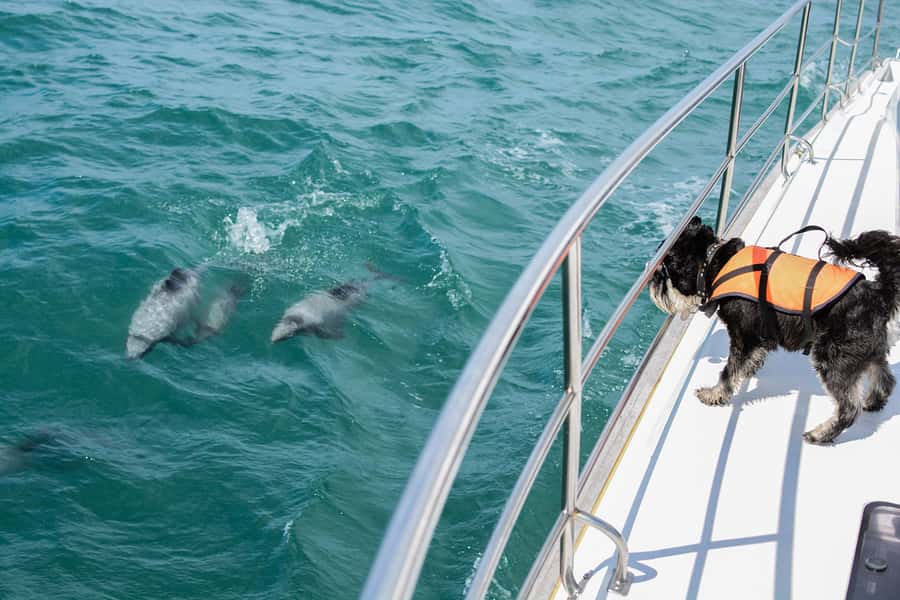 Akaroa: Dolphin Nature Cruise - Key highlights to look for