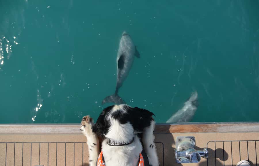 Akaroa: Dolphin Nature Cruise - When to go and how to plan from Christchurch or Lyttelton
