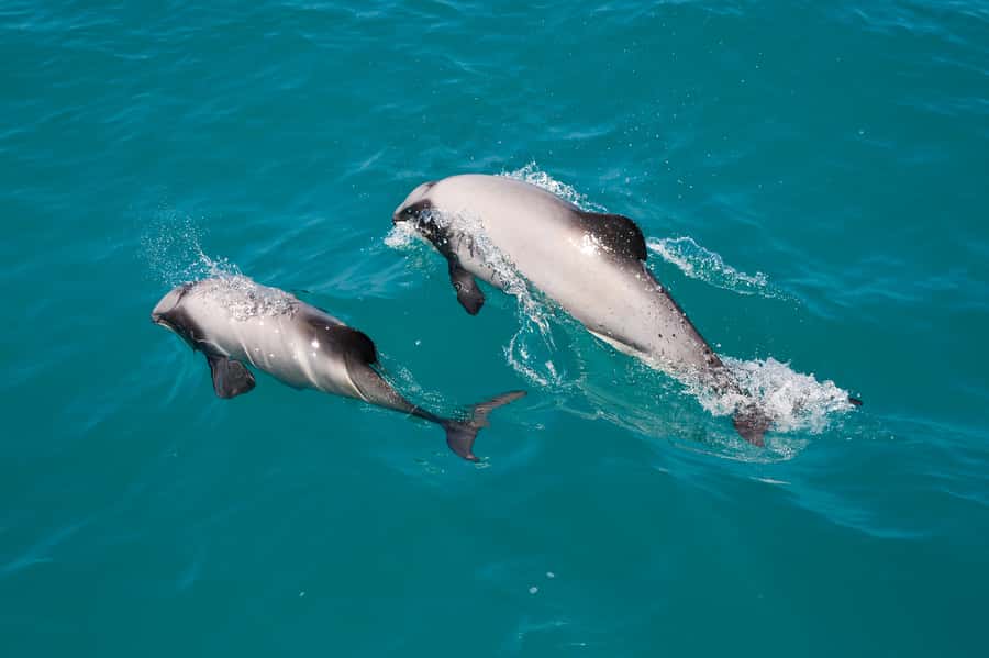 Akaroa: Dolphin Nature Cruise - Hector’s Dolphins and the Akaroa “hotspot” feeling