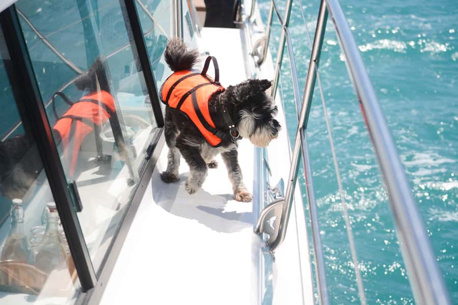 Akaroa: Dolphin Nature Cruise - Sea caves and volcanic formations: the scenery has a point