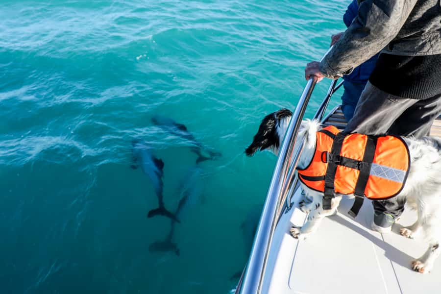 Akaroa: Dolphin Nature Cruise - Food, drinks, and the comfort factor on a 2-hour outing