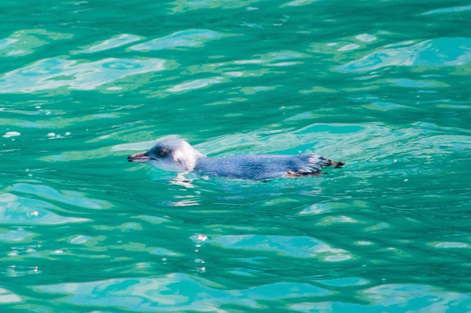 Akaroa Dolphins ~ Harbour Nature Cruise - Who This Tour Fits Best (and Who Might Want a Different Plan)