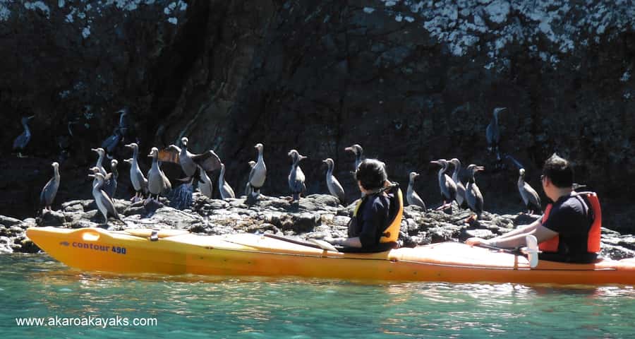 Akaroa: Electric Mountain Bike and Sea Kayak Adventure - Price and value: is $164 per person fair for two experiences?