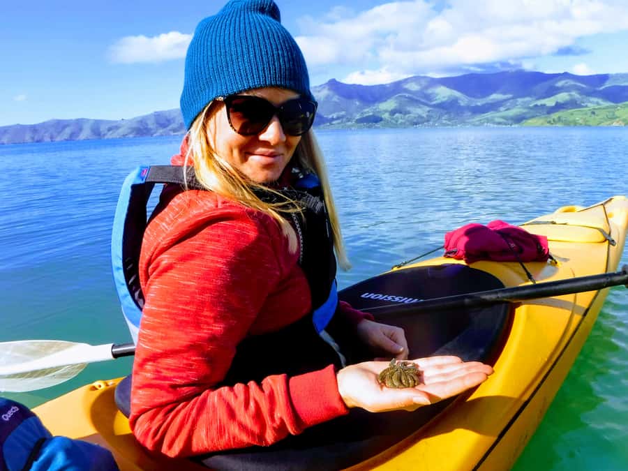 Akaroa: Guided Sunrise Sea Kayaking Tour - Wildlife Odds in the Bay: Hector Dolphins, Penguins, Seals, and Seabirds