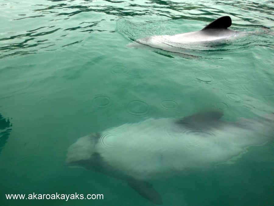 Akaroa: Guided Sunrise Sea Kayaking Tour - What to Bring and How to Dress for Comfort