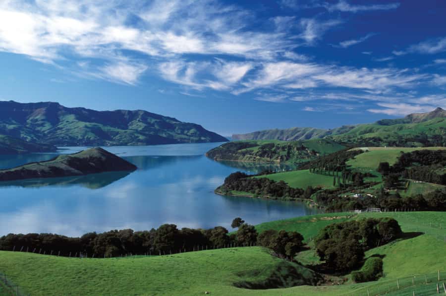 Akaroa Harbour 2-Hour Dolphin Nature Cruise - Hector’s dolphins in Akaroa, and why this cruise exists
