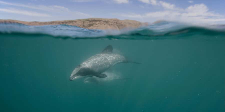 Akaroa Harbour 2-Hour Dolphin Nature Cruise - Catamaran comfort and the smartest way to choose your seat