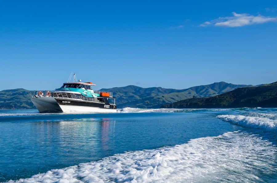 Akaroa Harbour 2-Hour Dolphin Nature Cruise - Wildlife you should watch for: Hector’s dolphins, seals, penguins, and seabirds