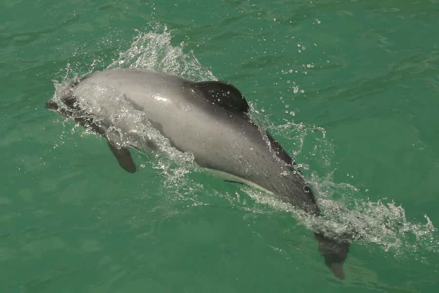 Akaroa Harbour 2-Hour Dolphin Nature Cruise - Volcanic cliffs and Scenery Nook’s pink purple red rock