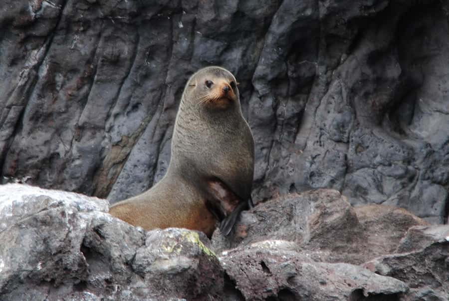 Akaroa Harbour 2-Hour Dolphin Nature Cruise - The narration that ties Maori and European stories to what you see