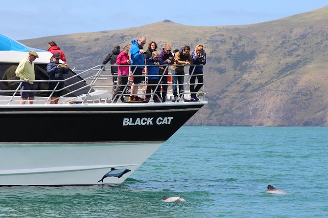 Akaroa Harbour Nature Cruise - Luxury catamaran comfort on open water