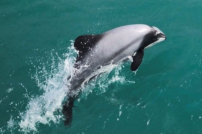 Akaroa Harbour Nature Cruise - Wildlife viewing plan: what you’re actually looking for