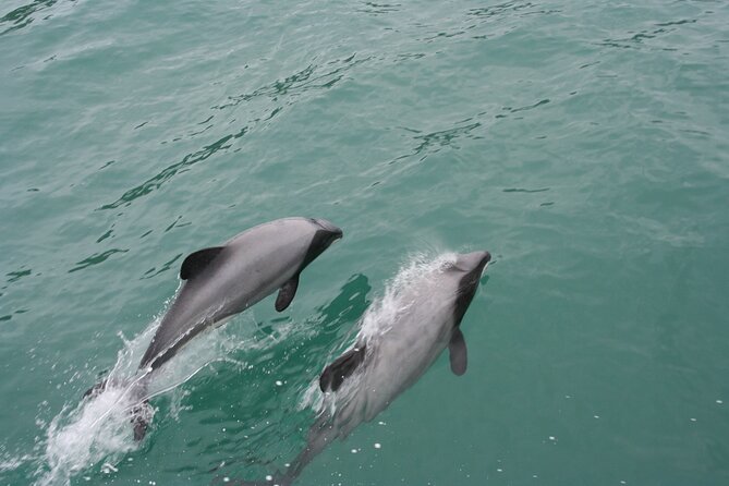 Akaroa Harbour Nature Cruise - The harbour route: Cathedral Cave, Scenery Nook, and the volcanic look