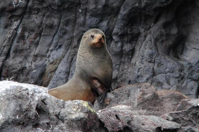 Akaroa Harbour Nature Cruise - On-board commentary and hot drinks: the human touch