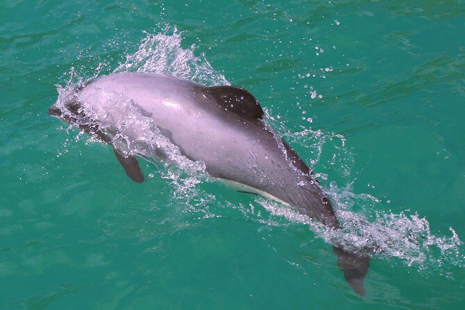 Akaroa Harbour Nature Cruise - Morning vs afternoon departures: how to choose your timing