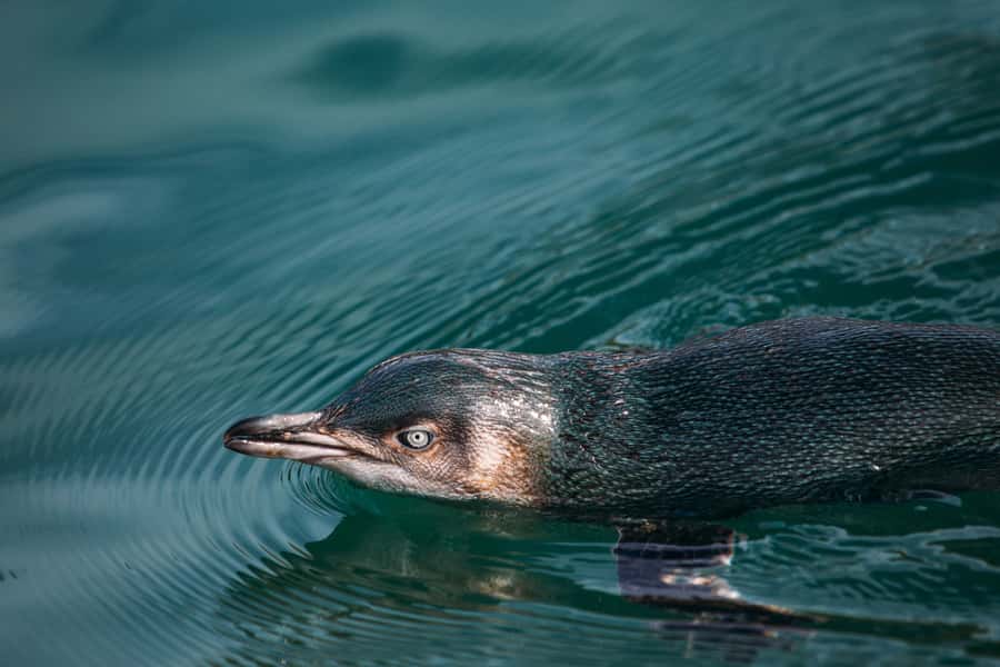 Akaroa: Pohatu Little Penguins 3-Hour Evening Experience - Key Things That Make This Tour Worth Your Time