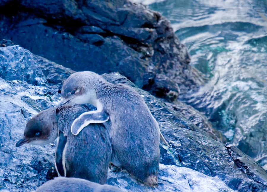 Akaroa: Pohatu Little Penguins 3-Hour Evening Experience - Tips to Get the Most From Your 3-Hour Evening