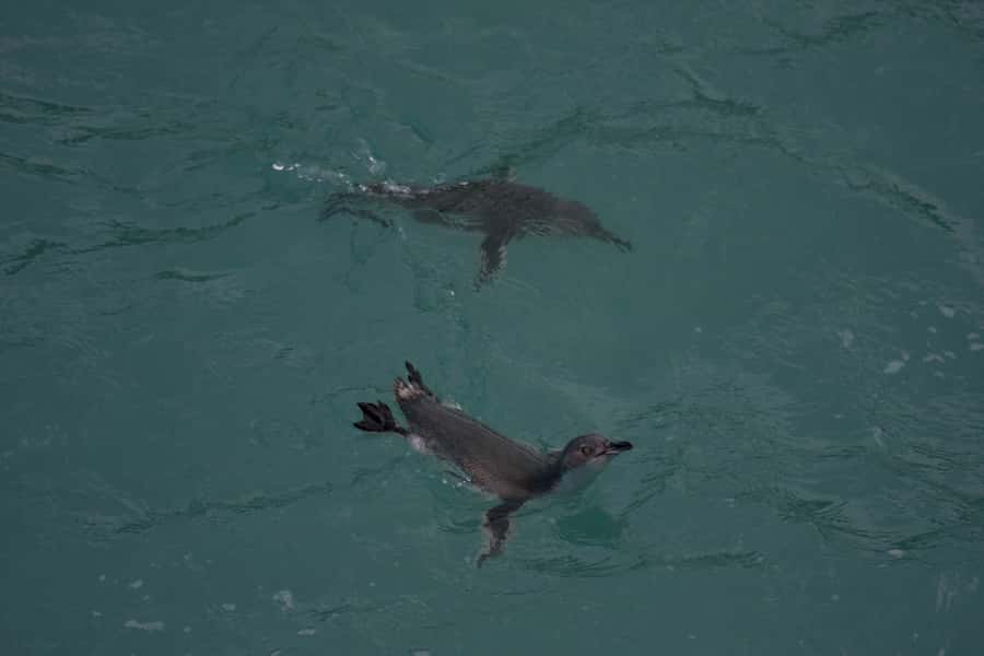 Akaroa: Pohatu Little Penguins 3-Hour Evening Experience - The 4WD Akaroa Volcano Rim Drive That Sets the Tone