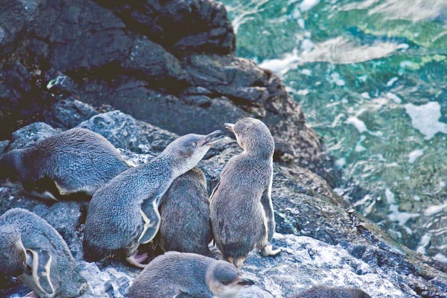 Akaroa: Pohatu Little Penguins 3-Hour Evening Experience - Dusk Penguin Watching: What You’re Actually Waiting For