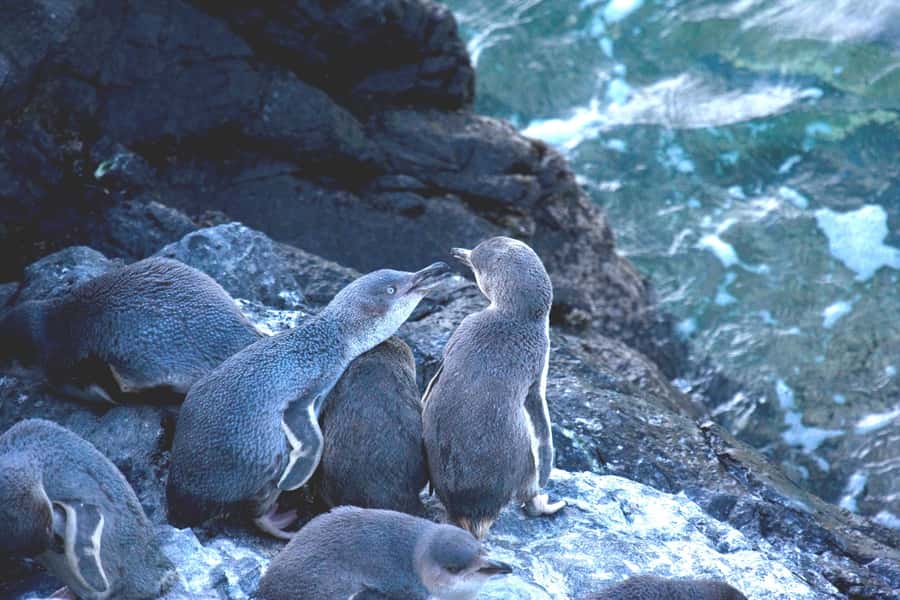 Akaroa: Pohatu Little Penguins 3-Hour Evening Experience - Conservation That You Can Feel: Why Monitoring Matters