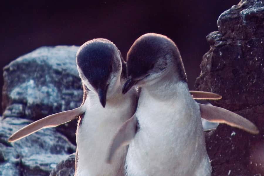 Akaroa: Pohatu Little Penguins 3-Hour Evening Experience - Seasonal Tips: When You Are Most Likely to See Penguins