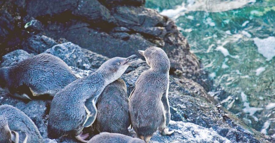 Akaroa: Pohatu Little Penguins 3-Hour Evening Experience - Weather, Footing, and Rules You Must Follow at the Colony