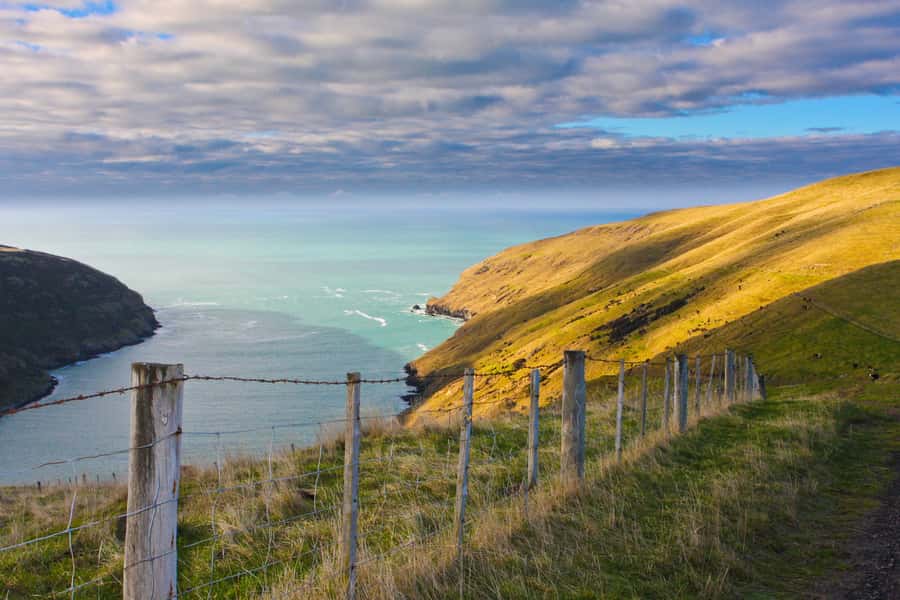 Akaroa: Pohatu Little Penguins 3-Hour Evening Experience - Who Should Book This Penguin Evening (And Who Might Pass)