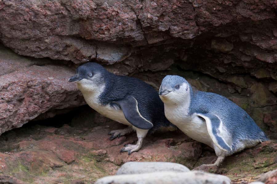 Akaroa: Pohatu Little Penguins 3-Hour Evening Experience - Flea Bay Colony Walk: Nesting Boxes, Quiet Rules, and Real Monitoring
