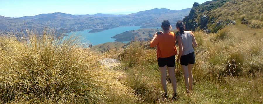 Akaroa: Pohatu Penguins Scenic Nature 2-Hour or 4-Hour Tour - Key things to know before you go