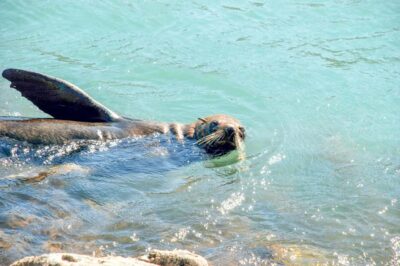Pohatu Penguins Scenic Nature 2-Hour or 4-Hour Tour