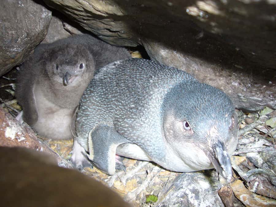 Akaroa: Pohatu Penguins Scenic Nature 2-Hour or 4-Hour Tour - Penguin nesting boxes and what you might see in season