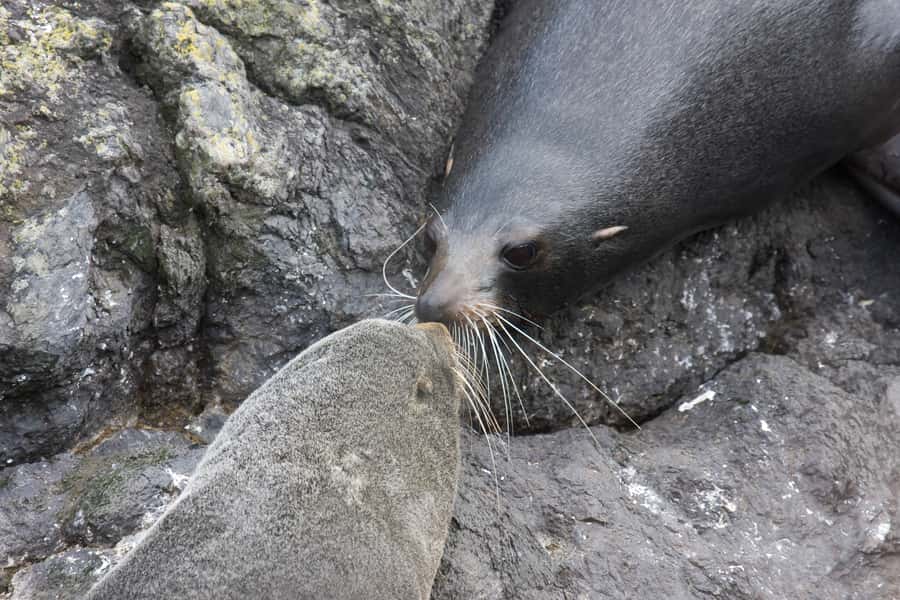 Akaroa: Pohatu Penguins Scenic Nature 2-Hour or 4-Hour Tour - Price and value: what you’re really paying for at $56