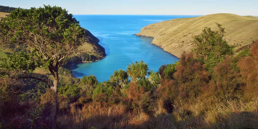 Akaroa: Pohatu Penguins Scenic Nature 2-Hour or 4-Hour Tour - Logistics that actually affect your comfort