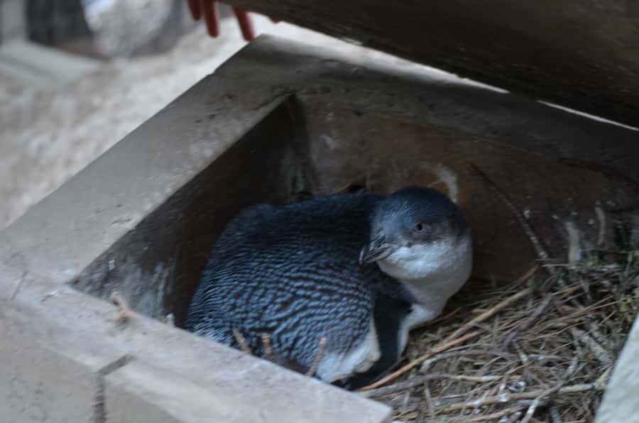 Akaroa: Pohatu Penguins Scenic Nature 2-Hour or 4-Hour Tour - Who should book the 2-hour versus the 4-hour tour