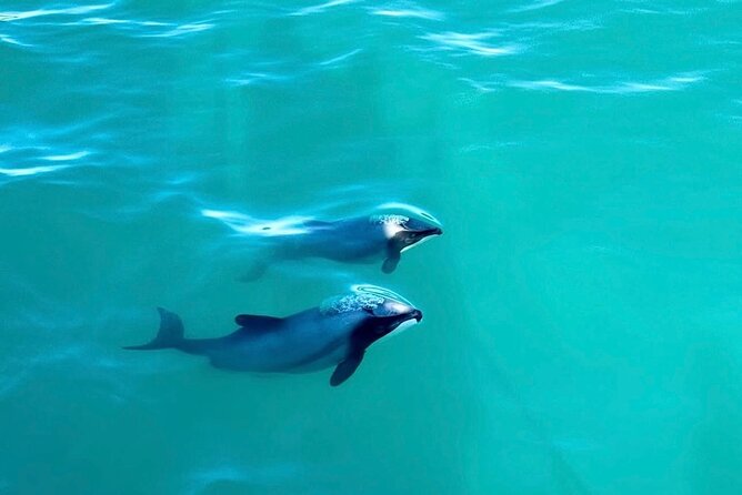 Akaroa Private Day Tour from Christchurch - The Hector’s Dolphins Experience: Why This Part of the Day Matters