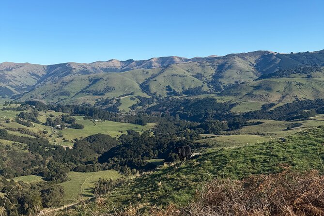 Akaroa Private Day Tour from Christchurch - Bally as Your Host: The Care Factor That Makes the Day Feel Smooth